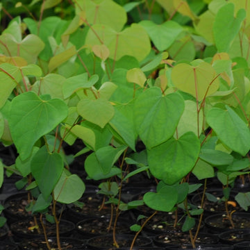 Close-up image of Eastern Redbud seedlings.